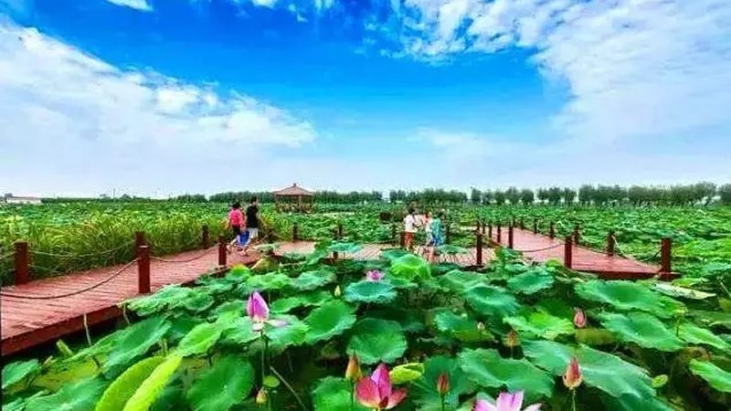 农产品批发市场进货分类指南：如何高效选择优质产品**