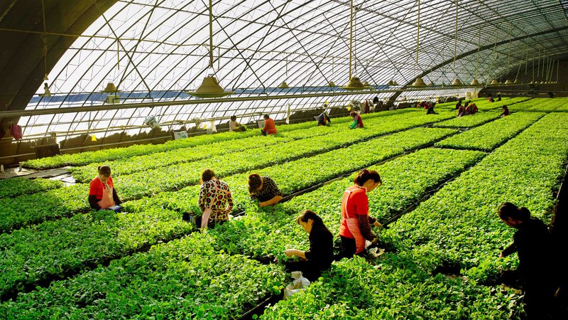 农村粮食补贴查询攻略：轻松掌握补贴信息