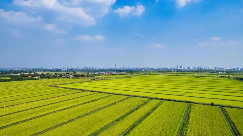 四川农产品品牌策划，如何打造地域特色与市场竞争力