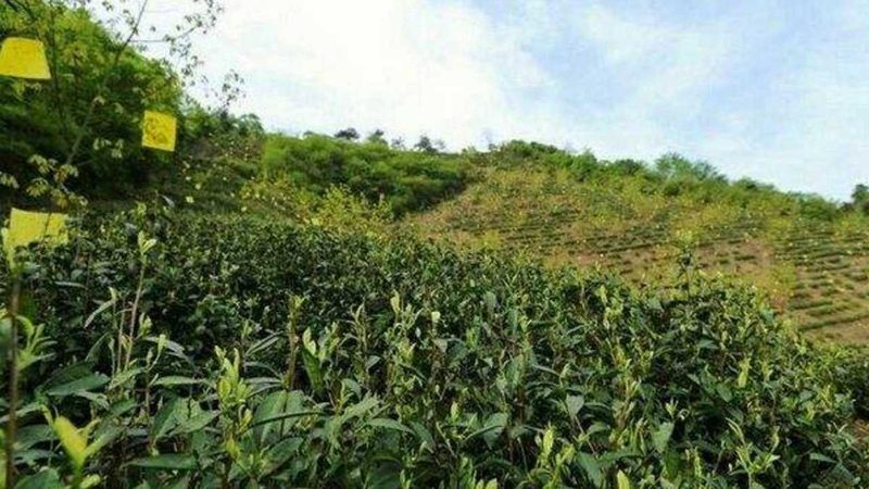 生鲜冷链物流温控标准：守护舌尖上的安全