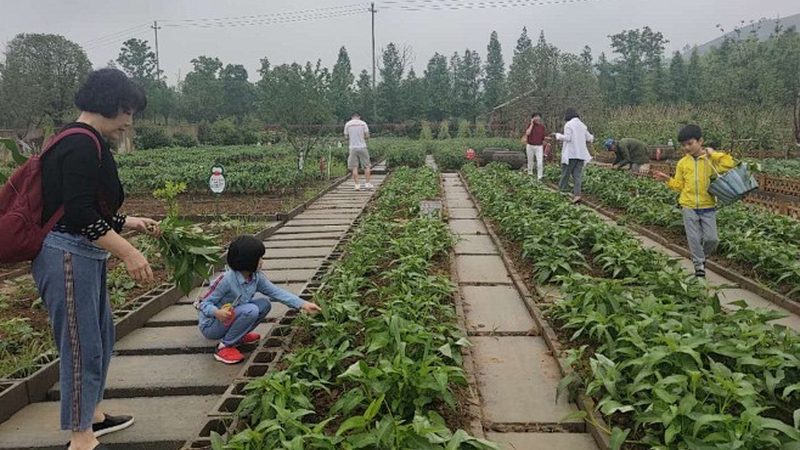 山东农业种植技术公司代理：助力绿色农业发展新篇章