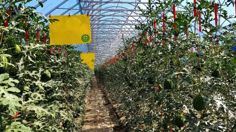 家庭农场品牌推广：从土壤到市场，全方位策略解析