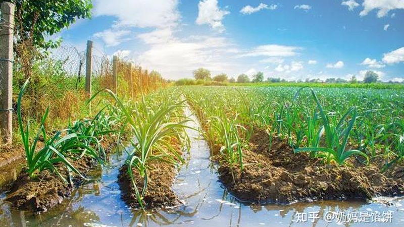 温室大棚骨架：揭秘其结构设计与选型要点