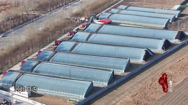 室内无土栽培：揭秘现代农业的绿色革命**